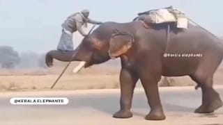 Google Maps: వామ్మో 30 మీటర్ల భారీ పాము.. ఏకంగా గూగుల్ మ్యాప్‌లో దర్శనం.. షాక్ అవుతున్న జనాలు..!