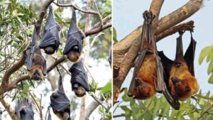 Bats: గబ్బిలాలు తలక్రిందులుగా ఎందుకు నిద్రపోతాయి.. కారణం ఏమిటి..?