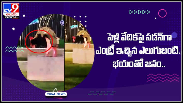 Bear Viral Video: వివాహ వేదికపైకి అనుకోని అతిథి.. కుటుంబ సమేతంగా ఎంట్రీ ఇచ్చిన ఎలుగుబంటి వైరల్ అవుతున్న వీడియో Bear Viral Video: వివాహ వేదికపైకి అనుకోని అతిథి.. కుటుంబ సమేతంగా ఎంట్రీ ఇచ్చిన ఎలుగుబంటి వైరల్ అవుతున్న వీడియో