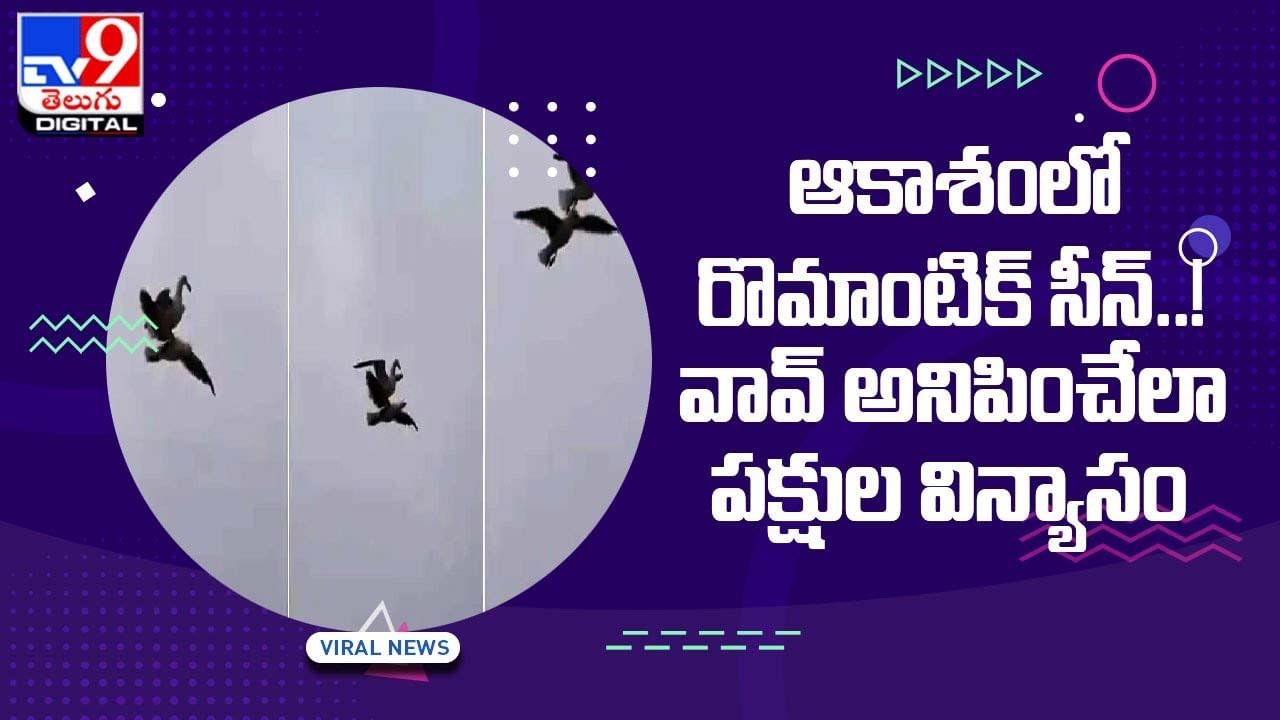 Viral Video: ఆకాశంలో రొమాంటిక్‌ సీన్‌ !! వావ్‌ అనిపించేలా పక్షుల విన్యాసం