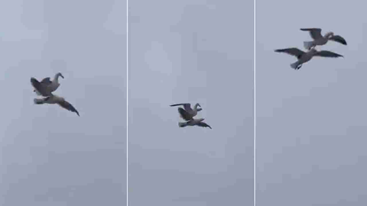 Viral Video: హాలీవుడ్ సినిమాను తలపించిన పక్షుల విన్యాసం.. రొమాంటిక్ సీన్ చూస్తే మైమరిచిపోవాల్సిందే..