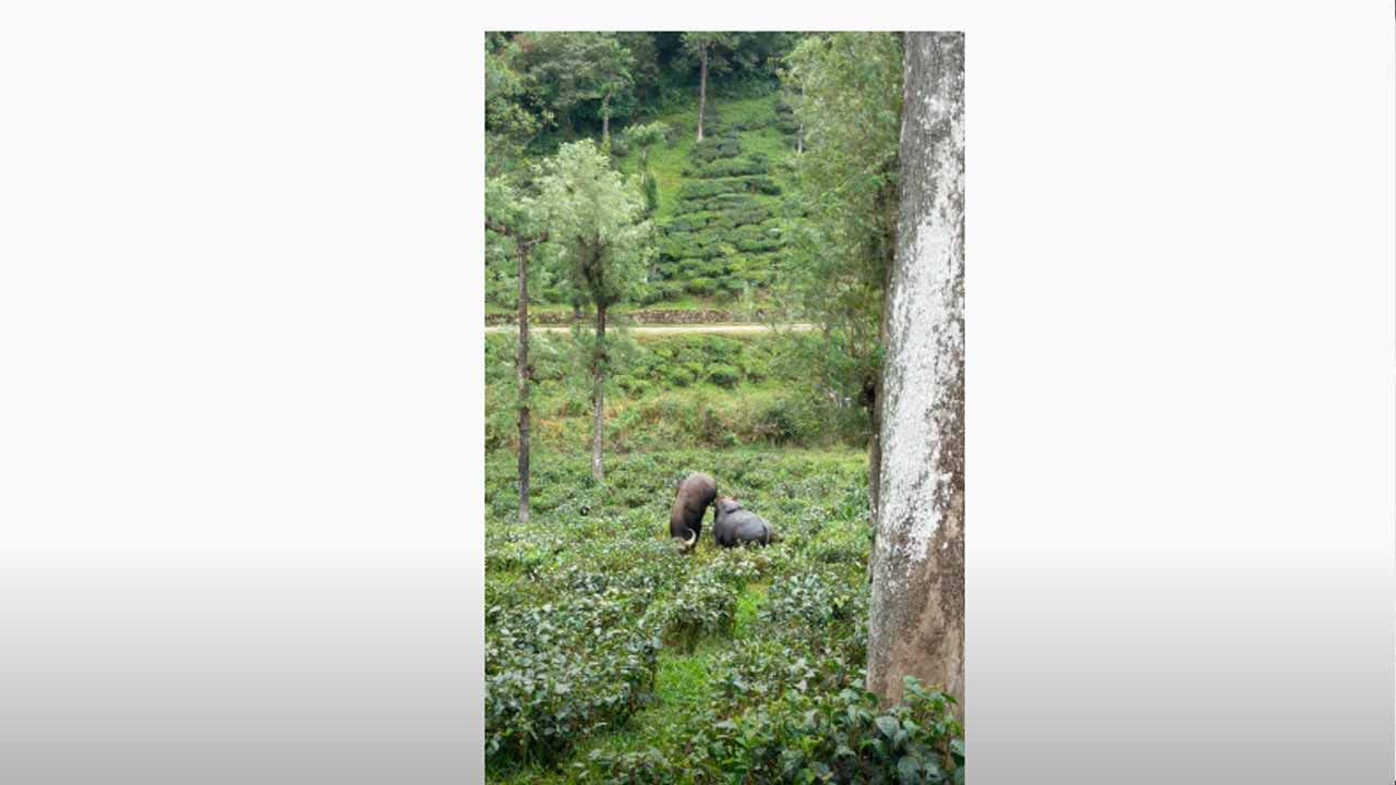 Viral Video: Pantam Needa .. Nada Hey .. Antu Rechchipoyina Adavi Dunnalu .. Viral Video .. | Oh My Gaur: Indian Bison Fight Over Territory In Hair Raising Video Pro-IQRA – PRO IQRA NEWS Viral Video: Pantam Needa .. Nada Hey .. Antu Rechchipoyina Adavi Dunnalu .. Viral Video .. | Oh My Gaur: Indian Bison Fight Over Territory In Hair Raising Video Pro-IQRA – PRO IQRA NEWS