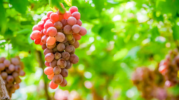 Blood Sugar: ద్రాక్ష తినడం వల్ల డయాబెటిస్ ఉన్నవారిలో చక్కెర పెరుగుతుందా..? నిజం ఏమిటో తెలుసుకోండి..