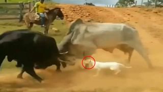 Funny Video: బిల్డప్ రాజా దూల తీరింది.. స్టంట్స్ చేయబోయి పళ్లు రాలగొట్టుకున్నాడు..!