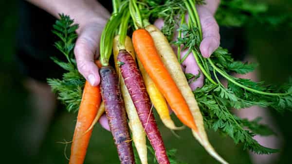 Carrot Side Effects: క్యారెట్ తింటున్నారా.. అయితే వారు వాటికి దూరంగా ఉండాలి!