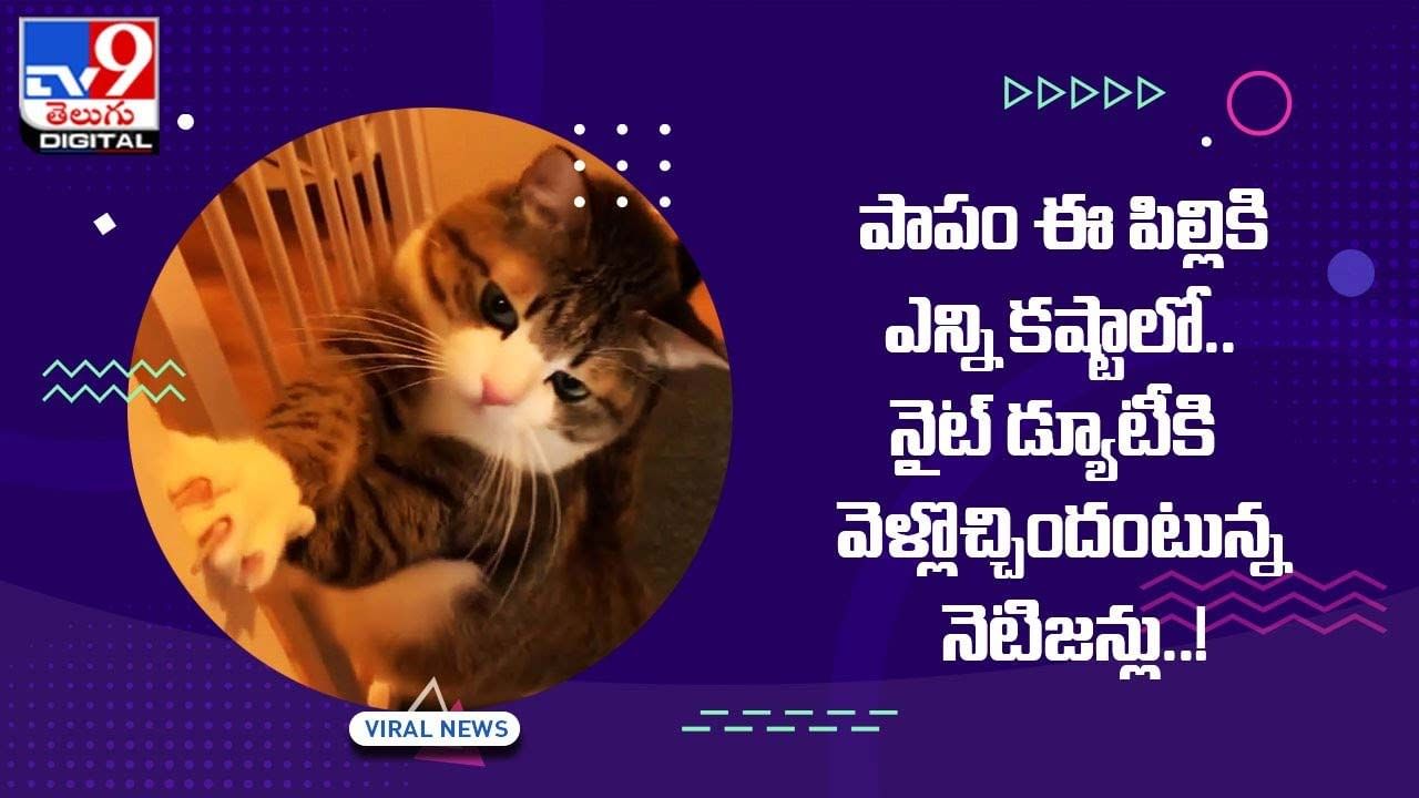 పాపం ఈ పిల్లికి ఎన్ని కష్టాలో !! నైట్‌ డ్యూటీకి వెళ్లొచ్చిందంటున్న నెటిజన్లు.. వీడియో