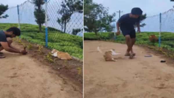 Viral Video: ఏయ్.. నన్నే ఫోటో దింపుతావా?.. పిల్లి దెబ్బకు అబ్బా అన్నా ఫోటోగ్రాఫర్.. ఫన్నీ వీడియో మీకోసం..