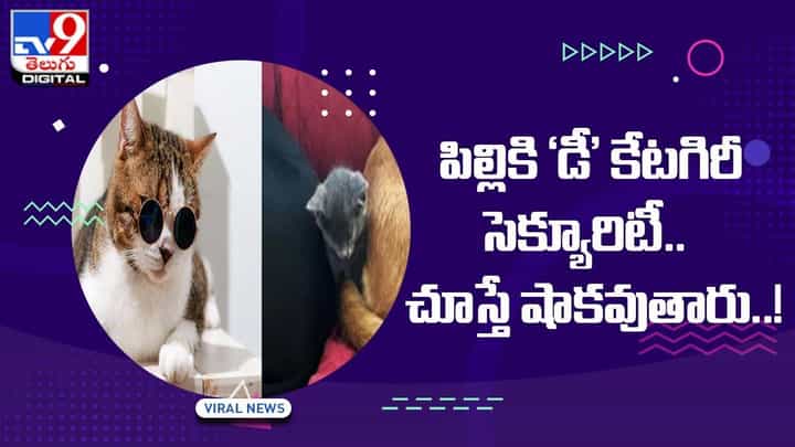 Viral Video: పిల్లికి ‘డీ’ కెటగిరీ సెక్యూరిటీ !! చూస్తే షాకవుతారు !! వీడియో Viral Video: పిల్లికి ‘డీ’ కెటగిరీ సెక్యూరిటీ !! చూస్తే షాకవుతారు !! వీడియో