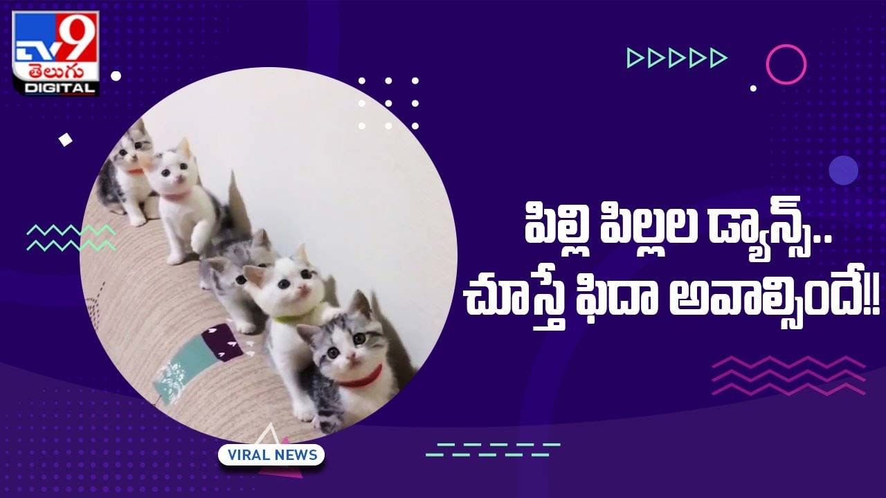 Viral Video: సంగీతానికి పిల్లి పిల్లల డ్యాన్స్‌ !! చూస్తే ఫిదా అవాల్సిందే !!