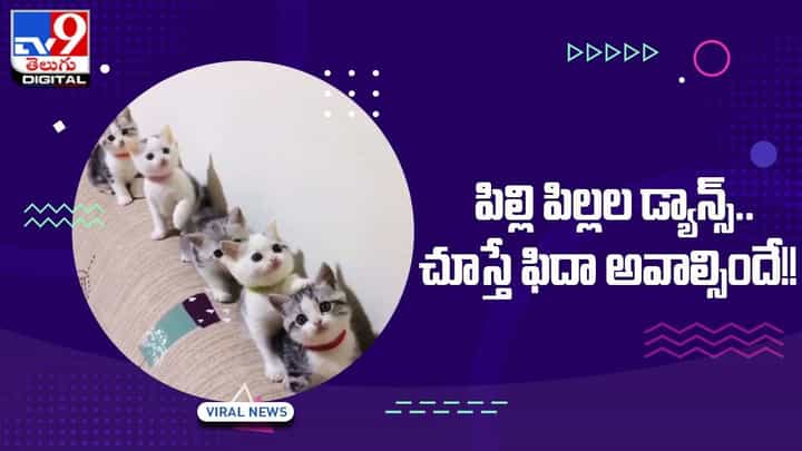 Viral Video: సంగీతానికి పిల్లి పిల్లల డ్యాన్స్ !! చూస్తే ఫిదా అవాల్సిందే !! Viral Video: సంగీతానికి పిల్లి పిల్లల డ్యాన్స్ !! చూస్తే ఫిదా అవాల్సిందే !!