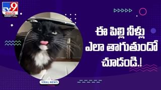 Viral Video: చైన్ స్మోకర్‌లా పొగతాగుతున్న మేకపోతు !! చూస్తే షాకే