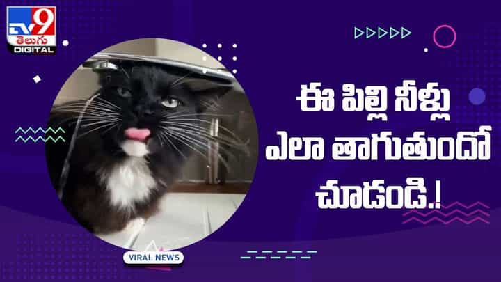 గుటకలేస్తూ నీరు తాగుతున్న నల్ల పిల్లి !! ఫన్నీ వీడియో చూడాల్సిందే..! గుటకలేస్తూ నీరు తాగుతున్న నల్ల పిల్లి !! ఫన్నీ వీడియో చూడాల్సిందే..!