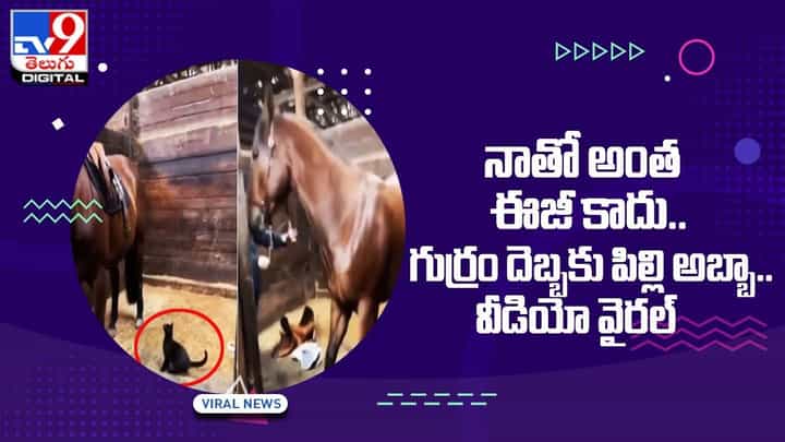 నాతో అంత ఈజీ కాదు !! గుర్రం దెబ్బకు పిల్లి అబ్బా.. వీడియో వైరల్ నాతో అంత ఈజీ కాదు !! గుర్రం దెబ్బకు పిల్లి అబ్బా.. వీడియో వైరల్