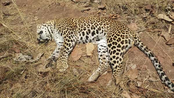 Nallamala Forest: నల్లమలలో మరో చిరుత మృతి.. పర్యావరణ ప్రేమికుల్లో ఆందోళన..