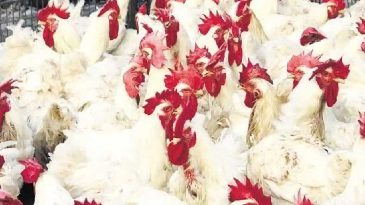 Chicken Cost: ఏపీలో కొండెక్కిన కోడి ధరలు... కిలో రూ.300.. మరింత పెరిగే అవకాశం ఉందంటున్న వ్యాపారస్తులు