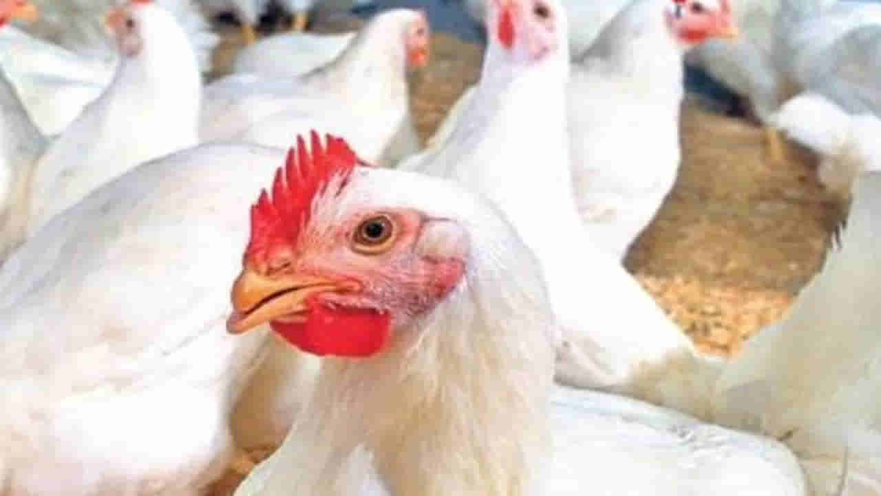 Chicken Price: బాబోయ్.. ఈ చికెన్ చిక్కనంటోంది.. కోడి ధర తగ్గనంటోంది.. కారణం ఇదే!
