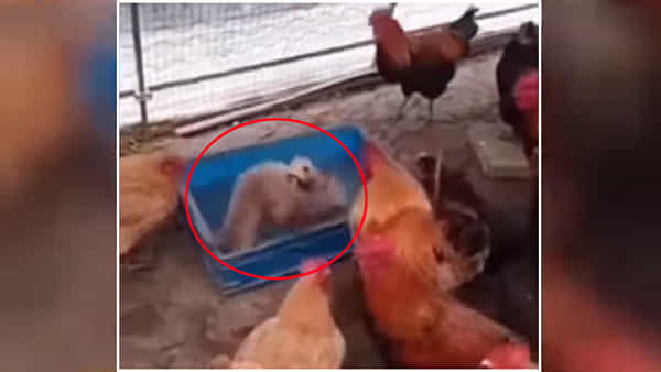 Viral Video: రెచ్చిపోయిన కొట్టుకున్న కుక్కపిల్లలు.. చూస్తూ ఎంజాయ్ చేసిన కోళ్లు.. క్యాహే సీన్ హై..