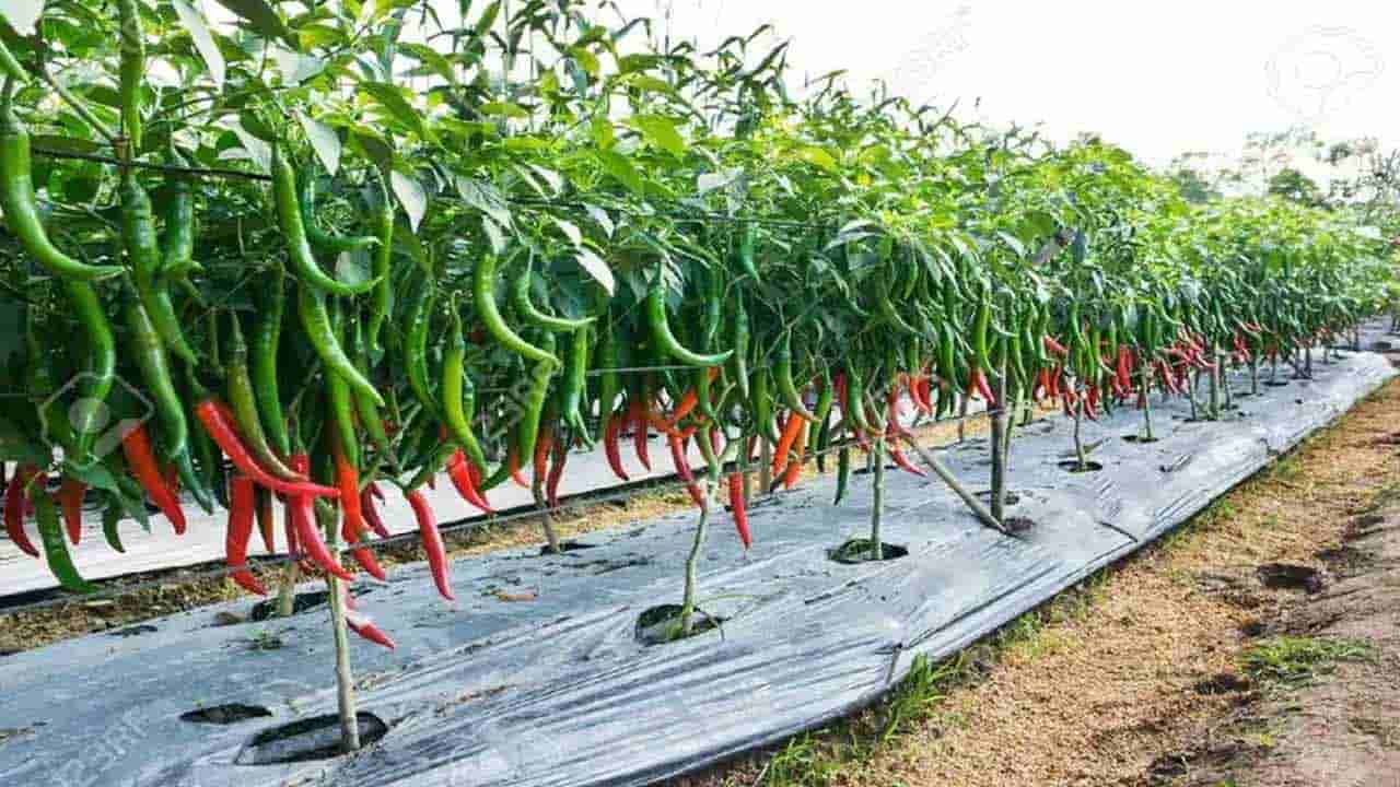 Chilli Cultivation: మిరప సాగుతో లాభాలు ఆర్జిస్తున్న రైతులు.. అగ్ర స్థానంలో కొనసాగుతున్న ఆంధ్రప్రదేశ్..