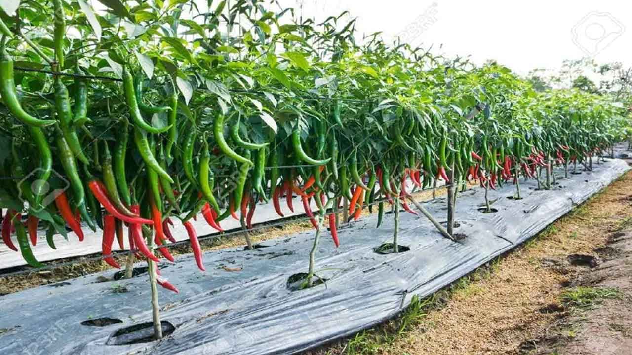 Chilli Cultivation: మిరప సాగుతో లాభాలు ఆర్జిస్తున్న రైతులు.. అగ్ర స్థానంలో కొనసాగుతున్న ఆంధ్రప్రదేశ్‌..