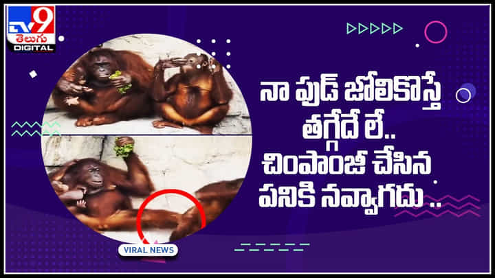 Chimpanzee Video: నా ఫుడ్ జోలికొస్తే తగ్గేదే లే.. చింపాంజీ చేసిన పనికి నవ్వాగదు.. పడి పడి నవ్వాల్సిందే.. Chimpanzee Video: నా ఫుడ్ జోలికొస్తే తగ్గేదే లే.. చింపాంజీ చేసిన పనికి నవ్వాగదు.. పడి పడి నవ్వాల్సిందే..