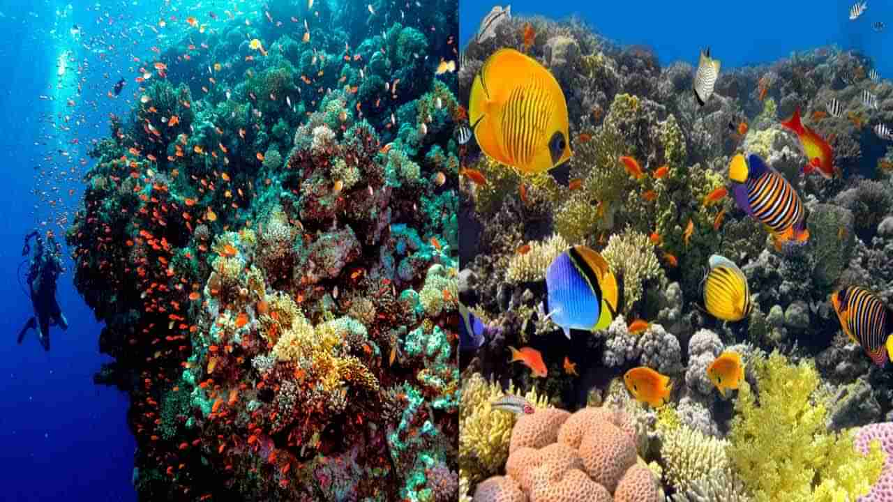 Coral Reefs: మనుషుల శవాలతో సముద్రం అడుగున పగడపు దిబ్బల ఏర్పాటు.. కాన్సెప్ట్ సూపర్ అంటున్న నెటిజన్లు