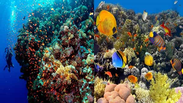 Coral Reefs: మనుషుల శవాలతో సముద్రం అడుగున పగడపు దిబ్బల ఏర్పాటు.. కాన్సెప్ట్ సూపర్ అంటున్న నెటిజన్లు