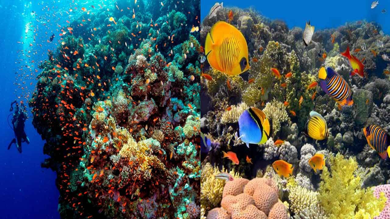 Coral Reefs: మనుషుల శవాలతో సముద్రం అడుగున పగడపు దిబ్బల ఏర్పాటు.. కాన్సెప్ట్ సూపర్ అంటున్న నెటిజన్లు