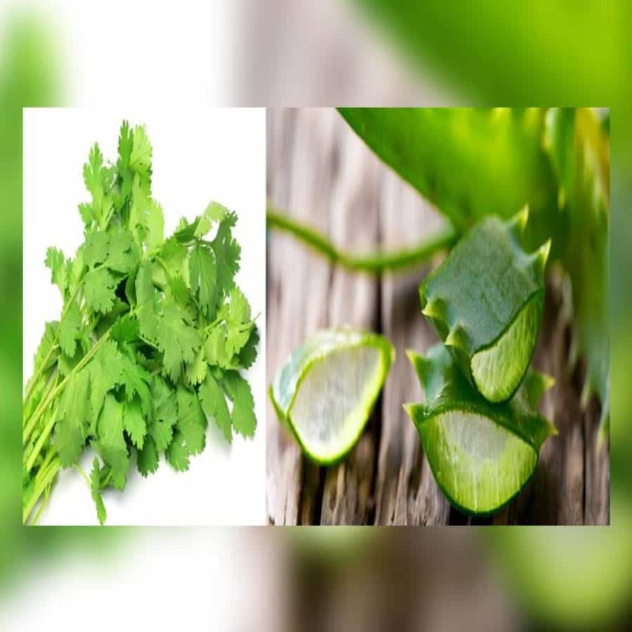 కొత్తిమీర - కలబంద: అలోవెరా చర్మ సంరక్షణలో ఉత్తమమైనది. దీంతోపాటు పచ్చి కొత్తిమీరను మంచి ఫేస్ ప్యాక్ను తయారు చేసుకోవచ్చు. ఇందుకోసం ఒక గిన్నెలో పచ్చి కొత్తిమీర ఆకుల పేస్ట్ వేసి.. అందులో రెండు చెంచాల అలోవెరా జెల్ మిక్స్ చేసి ముఖానికి అప్లై చేయాలి. దీంతో ముఖంపై వచ్చే ముడతలు తొలగిపోతాయి.