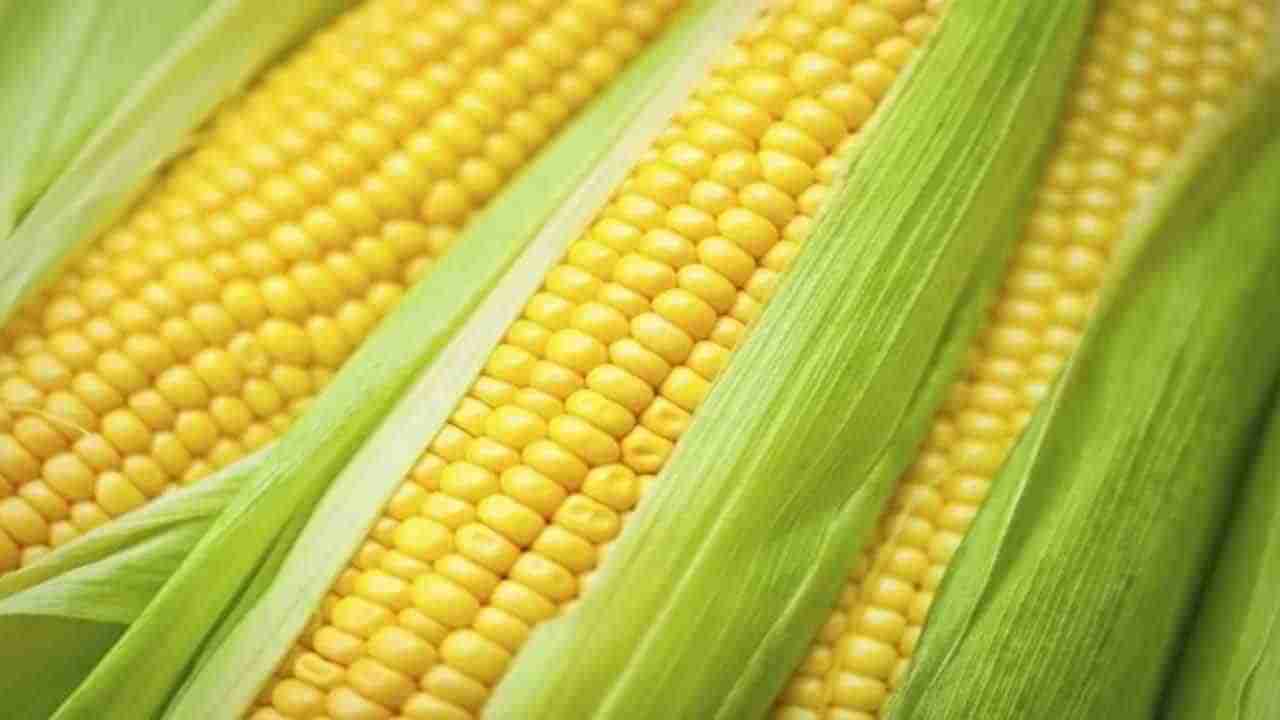 Corn Benefits: మొక్కజొన్న లాభాలు తెలిస్తే వావ్ అనాల్సిందే.. మధుమేహంతో పాటు ఎన్నో సమస్యలు దూరం..