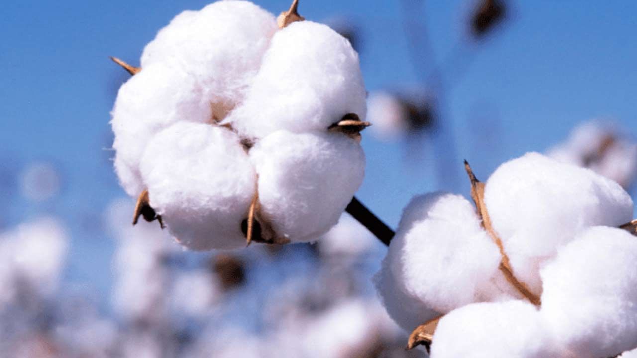 Cotton Price Hike: సిరుల వర్షం కురిపిస్తున్న ‘తెల్ల బంగారం’.. ఆ మార్కెట్‌లో పత్తికి ఆల్‌టైమ్ రికార్డ్ ధర..!
