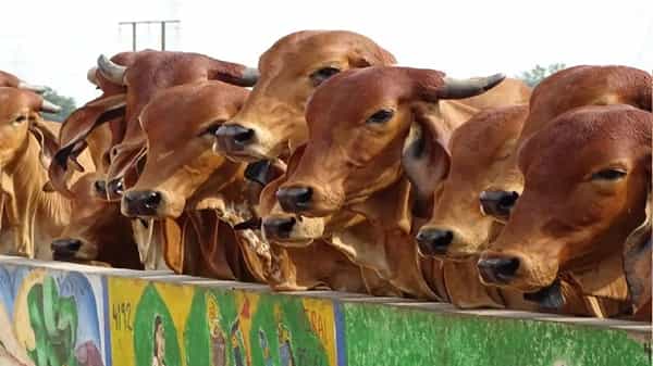 Cow Dung Scheme: ఆవుపాలే కాదు పేడతో కూడా ఆదాయమే.. అక్కడ ప్రభుత్వమే కొనుగోలు చేస్తుంది..!