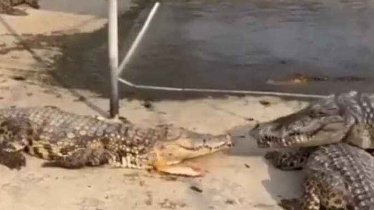 crocodiles eating fish