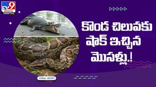 Viral Video: రెండు పులుల మధ్య ఫైట్ !! తగ్గేదేలే అంటున్న టైగర్స్ !! వీడియో