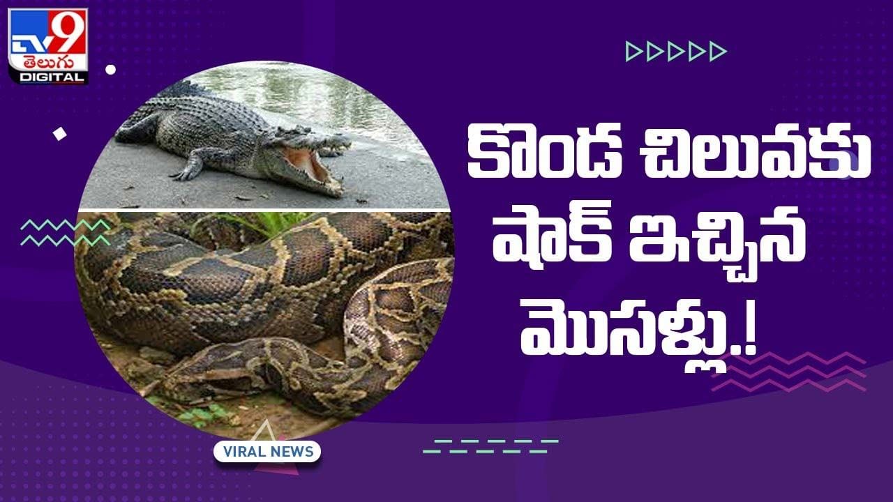 Viral Video: కొండ చిలువకు షాక్ ఇచ్చిన మొసళ్లు !! వీడియో