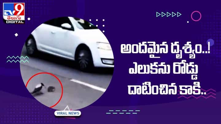 Viral Video: అందమైన దృశ్యం !! ఎలుకను రోడ్డు దాటించిన కాకి !! Viral Video: అందమైన దృశ్యం !! ఎలుకను రోడ్డు దాటించిన కాకి !!