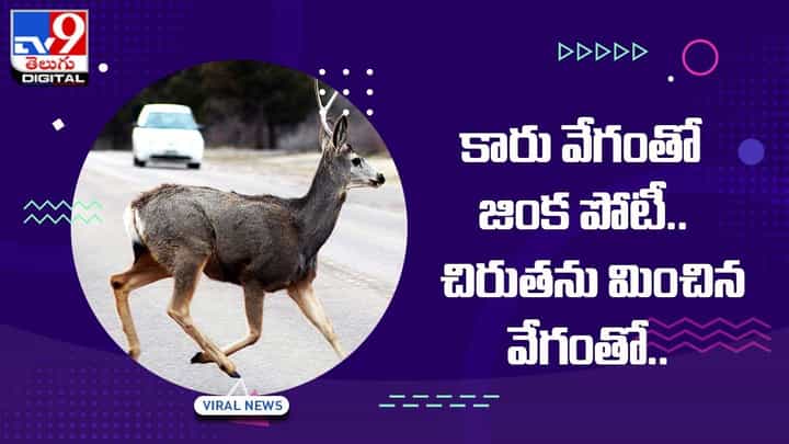 Viral Video: కారు వేగంతో జింక పోటీ.. చిరుతను మించిన వేగంతో !! వీడియో Viral Video: కారు వేగంతో జింక పోటీ.. చిరుతను మించిన వేగంతో !! వీడియో