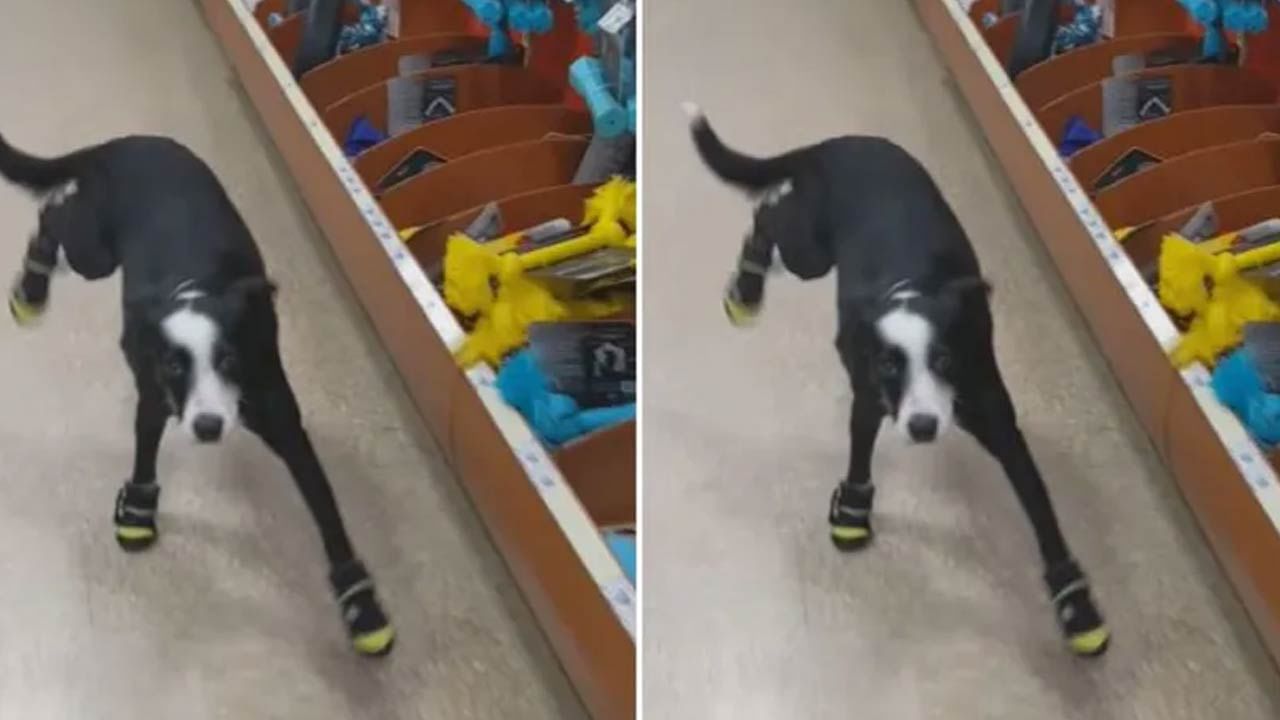 Viral Video: This dog's style is different. First time dog wear shoes and  give hilarious reaction people will laugh after watching this Viral Video |  PiPa News