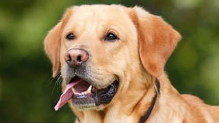 Rare Fishes: తూర్పుగోదావరి జిల్లాలో భయపెడుతున్న డేంజరస్‌ చేపలు.. వాటి ధర తెలిస్తే మాత్రం షాక్!