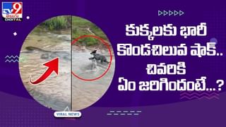 Viral Video: కొండ చిలువకు షాక్ ఇచ్చిన మొసళ్లు !! వీడియో