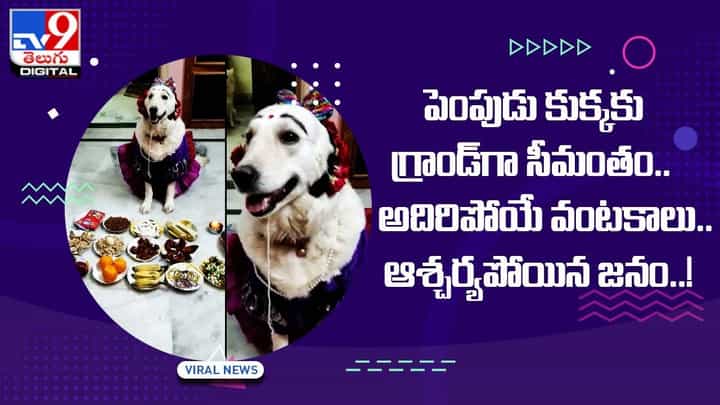 పెంపుడు కుక్కకు గ్రాండ్గా సీమంతం !! అదిరిపోయే వంటకాలు.. ఆశ్చర్యపోయిన జనం !! పెంపుడు కుక్కకు గ్రాండ్గా సీమంతం !! అదిరిపోయే వంటకాలు.. ఆశ్చర్యపోయిన జనం !!