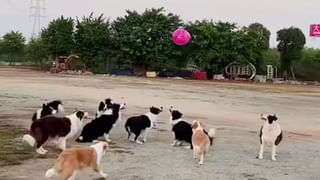 Viral News: మహిళపై విరుచుకుపడుతున్న నెటిజన్లు.. కారణం ఏంటో తెలిస్తే ప్యూజులు ఎగిరిపోతాయి..!