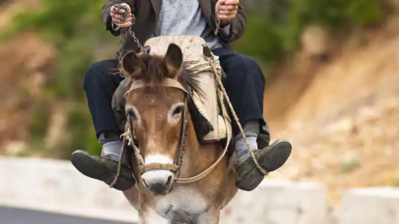 Tri Ang Riding Donkey ఇలాగే 80 ఏళ్ల క్రితం బీడ్ జిల్లా కేజ్ తాలూకాలోని విదా యెవ్తా గ్రామంలో ...