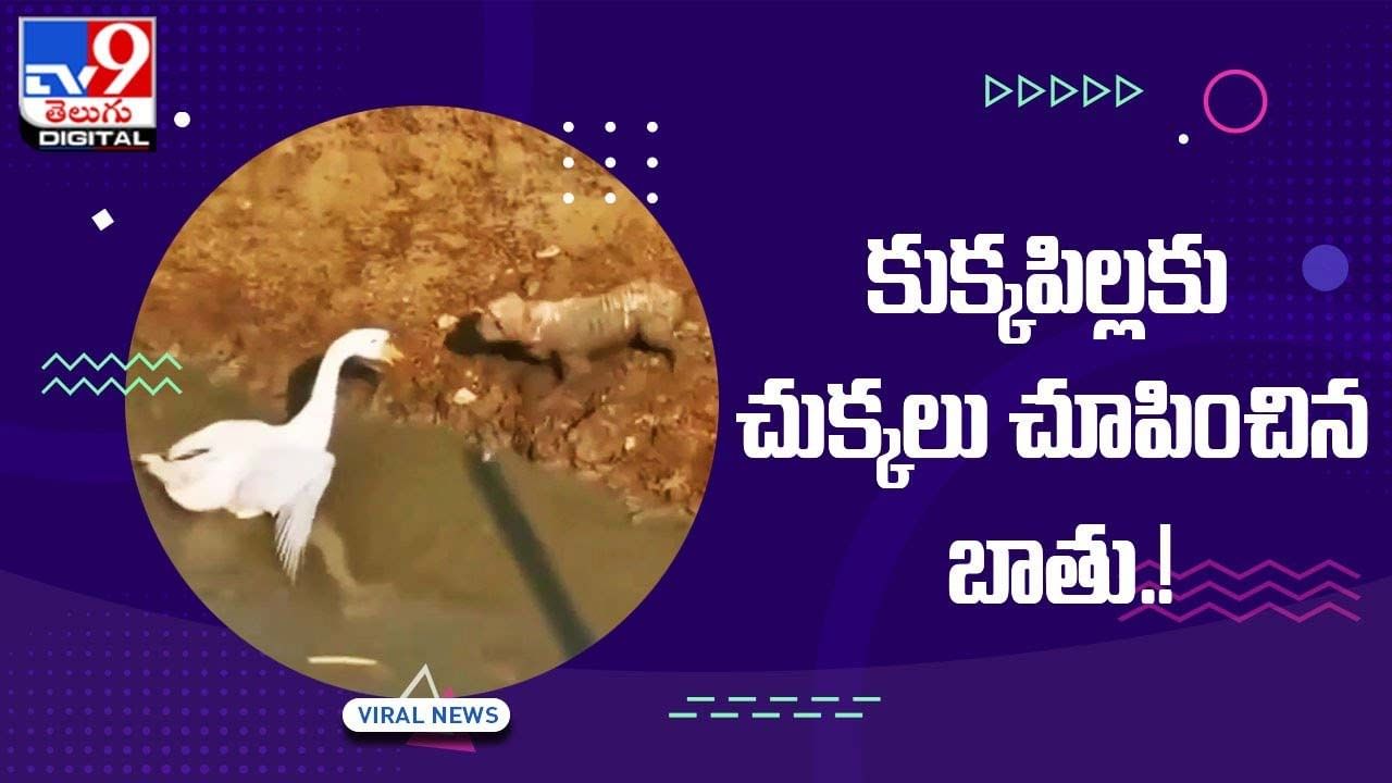 Viral Video: కుక్కపిల్లకు చుక్కలు చూపించిన బాతు !! వీడియో చూస్తే షాకే..