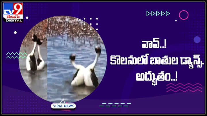 Ducks dance video: బాతులు డాన్స్ ఎప్పుడు అయినా చూసారా.. అయితే మిస్ అవ్వకుండా చూడండి..(వీడియో) Ducks dance video: బాతులు డాన్స్ ఎప్పుడు అయినా చూసారా.. అయితే మిస్ అవ్వకుండా చూడండి..(వీడియో)