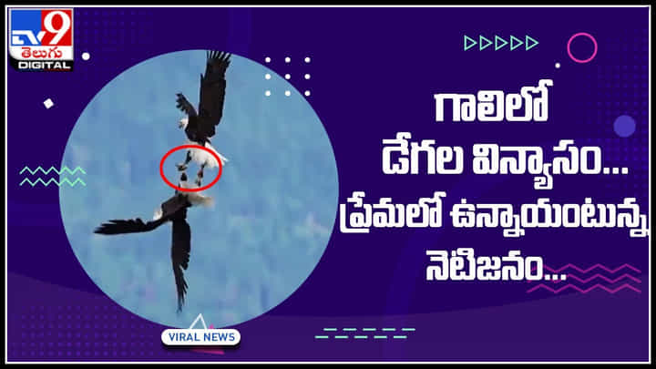 Eagles Viral video: గాలిలో డేగల విన్యాసం... ప్రేమలో ఉన్నాయంటున్న నెటిజనం... వైరల్ అవుతున్న వీడియో.. Eagles Viral video: గాలిలో డేగల విన్యాసం... ప్రేమలో ఉన్నాయంటున్న నెటిజనం... వైరల్ అవుతున్న వీడియో..