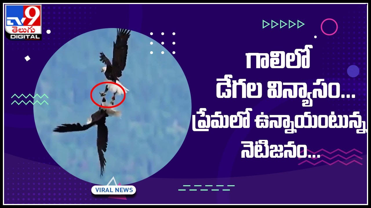 Eagles Viral video: గాలిలో డేగల విన్యాసం... ప్రేమలో ఉన్నాయంటున్న నెటిజనం... వైరల్ అవుతున్న వీడియో..