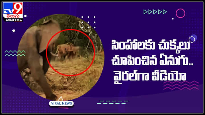 Elephant-lions: సింహాలకు చుక్కలు చూపించిన ఏనుగు.. చుస్తే ఫ్యూజులు ఔట్ అంతే..! సన్షేషనల్ గా మారిన వీడియో.. Elephant-lions: సింహాలకు చుక్కలు చూపించిన ఏనుగు.. చుస్తే ఫ్యూజులు ఔట్ అంతే..! సన్షేషనల్ గా మారిన వీడియో..