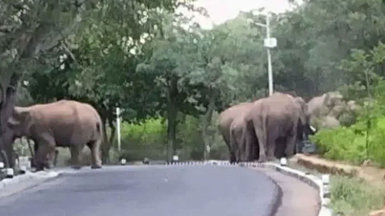 Elephants: తిరుమలలో మళ్లీ ఏనుగుల కలకలం.. గజరాజుల దాడిలో రైతు మృతి