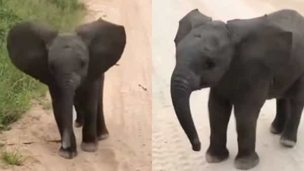 Viral Video: ‘ఊ అంటావా టూరిస్ట్.. ఊఊ అంటావా టూరిస్ట్’.. పిల్ల ఏనుగు రచ్చ మామూలుగా లేదండోయ్..!