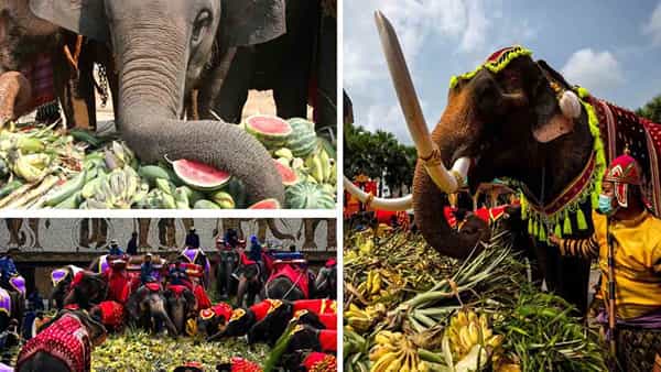 Elephants: పండ్లు, కూరగాయలతో ఏనుగులకు భారీ విందు.. ఎక్కడో తెలుసా..?